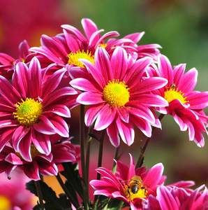 Meet your Posher, Marisel